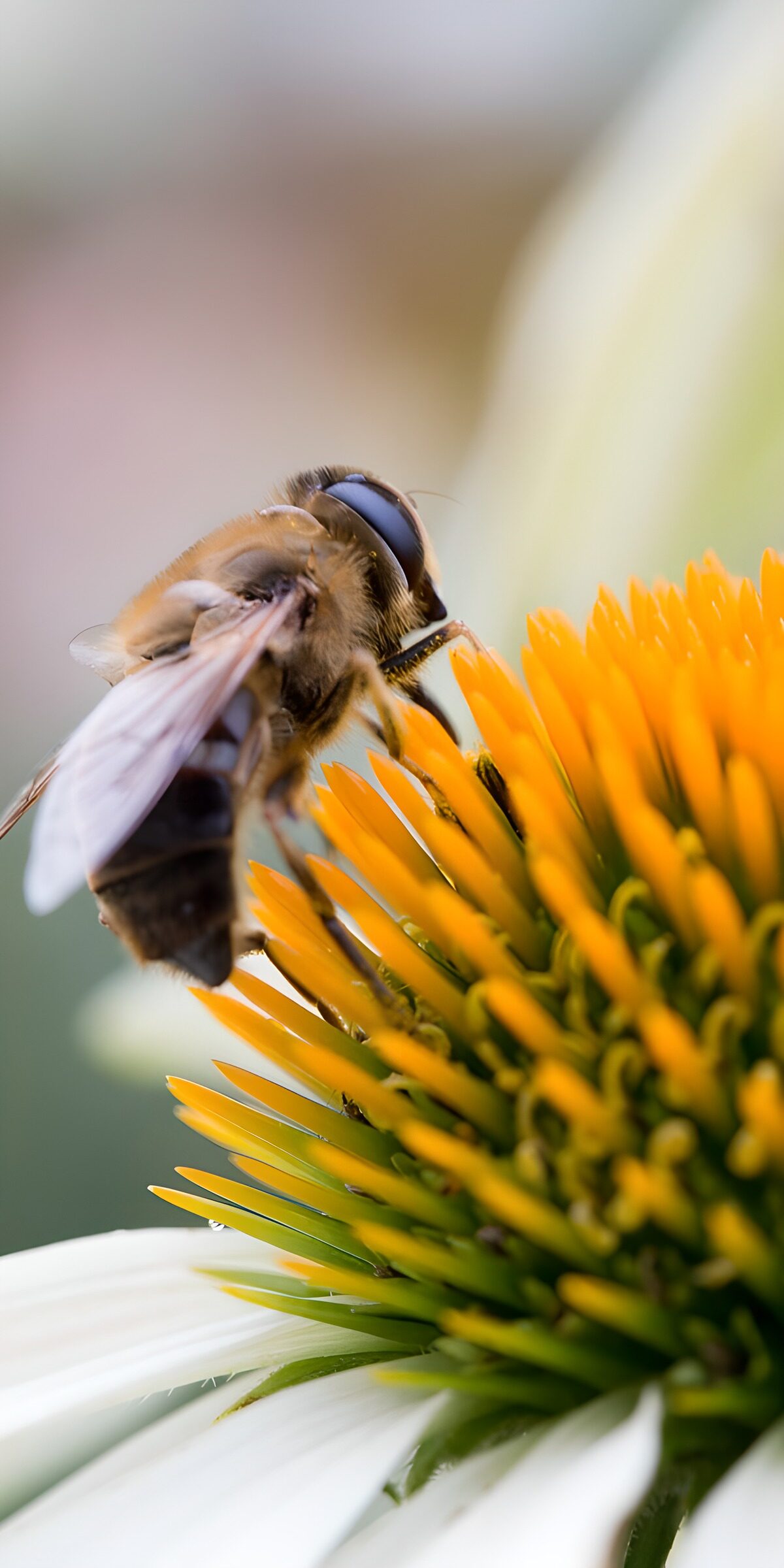 Bee-like fly on a white coneflower