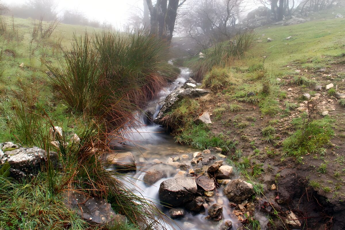 Rocky stream in misty woodland