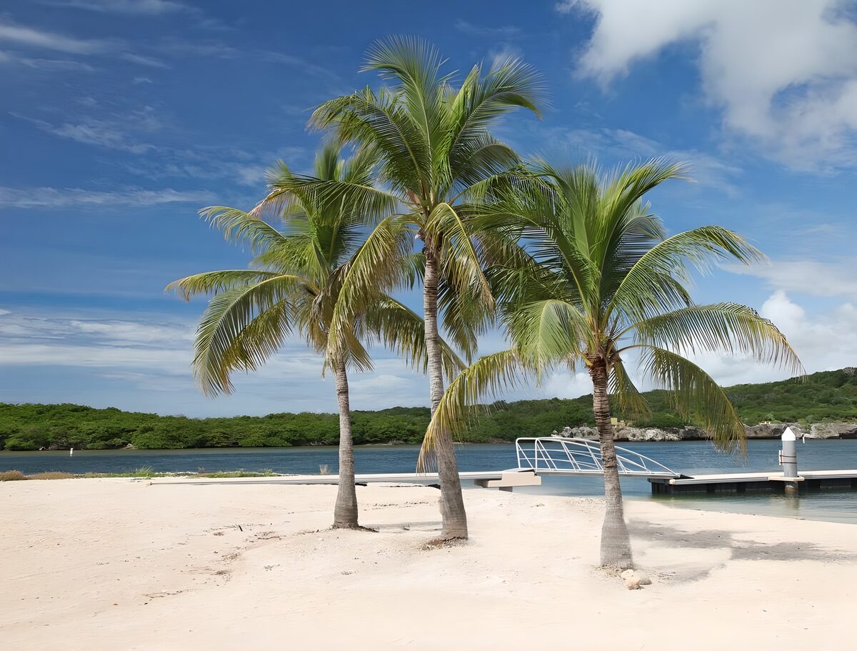 Three palms on a sunlit beach