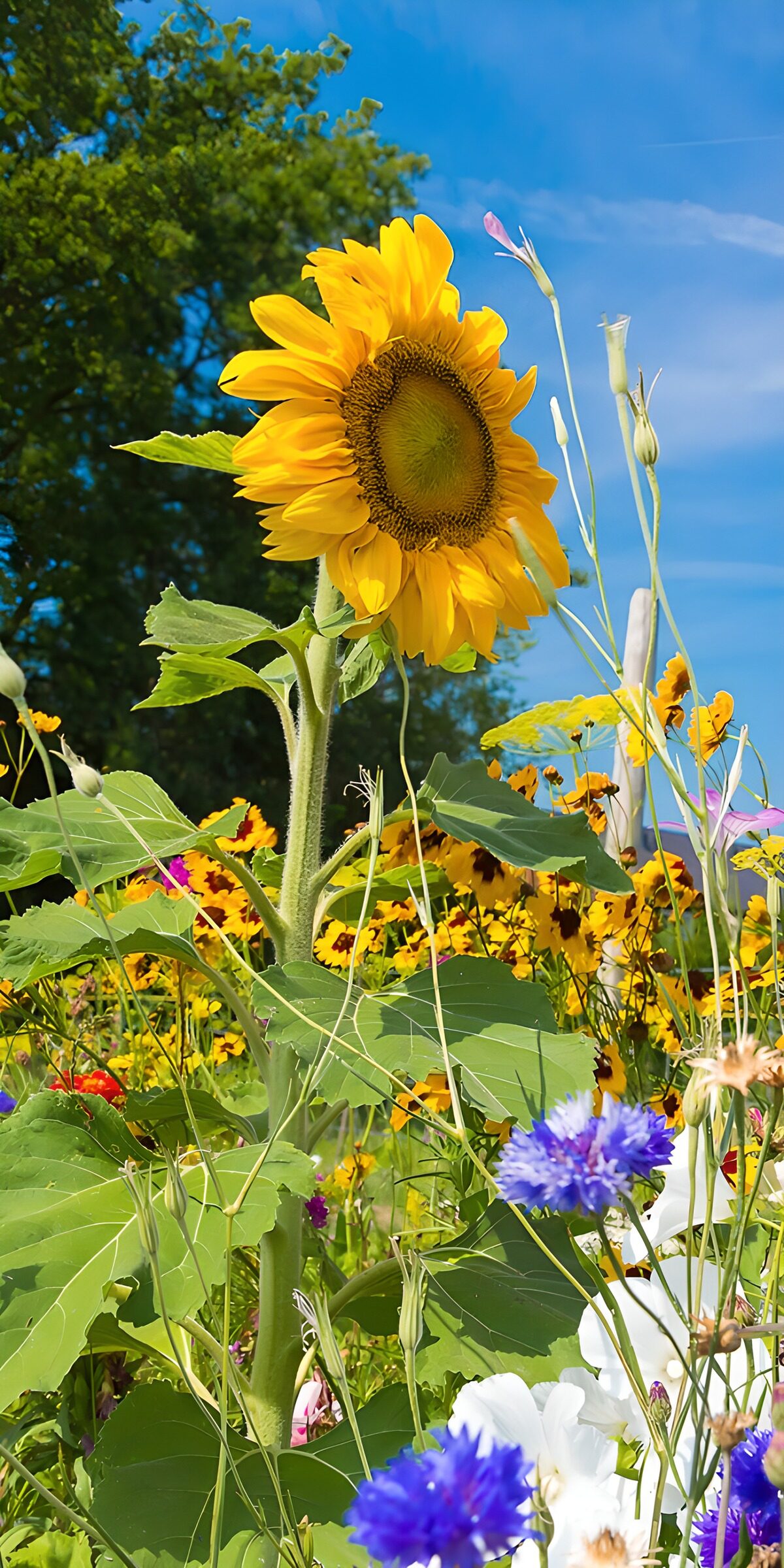 Tall sunflower above summer flowers
