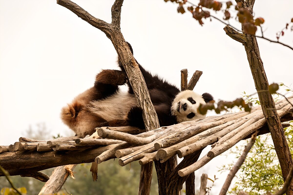 Giant panda lounging on raised logs