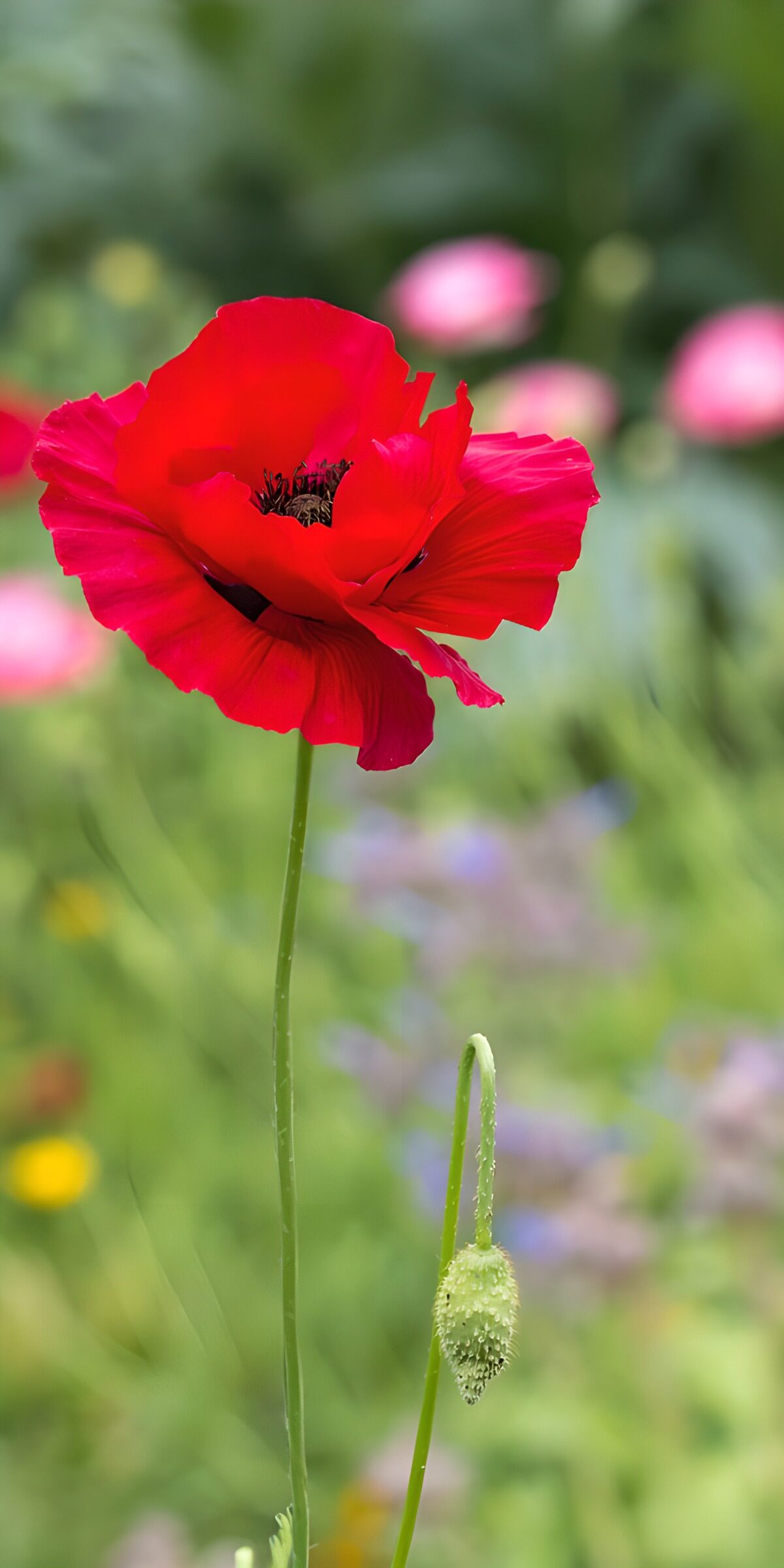 Red poppy against soft garden colours