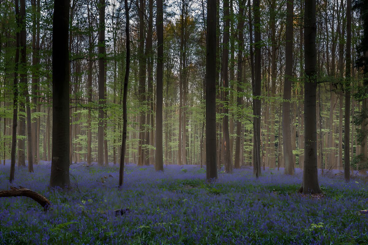 Spring bluebells beneath tall trees