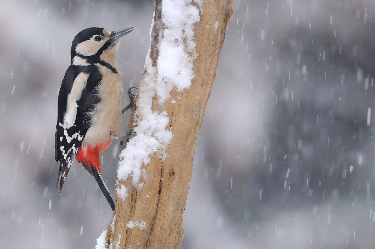 Great spotted woodpecker in falling snow