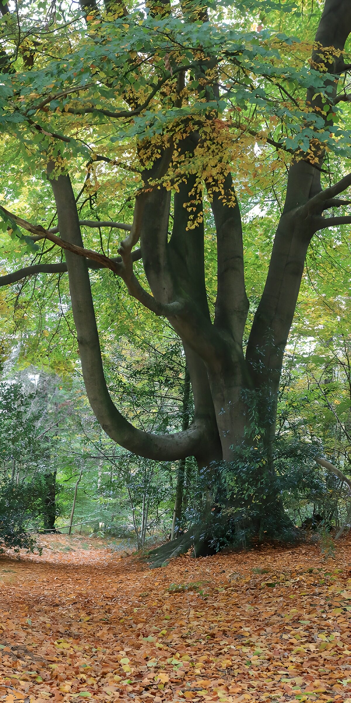 Branching woodland tree in autumn shade