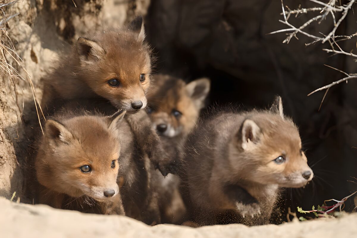 Four fox cubs at their den