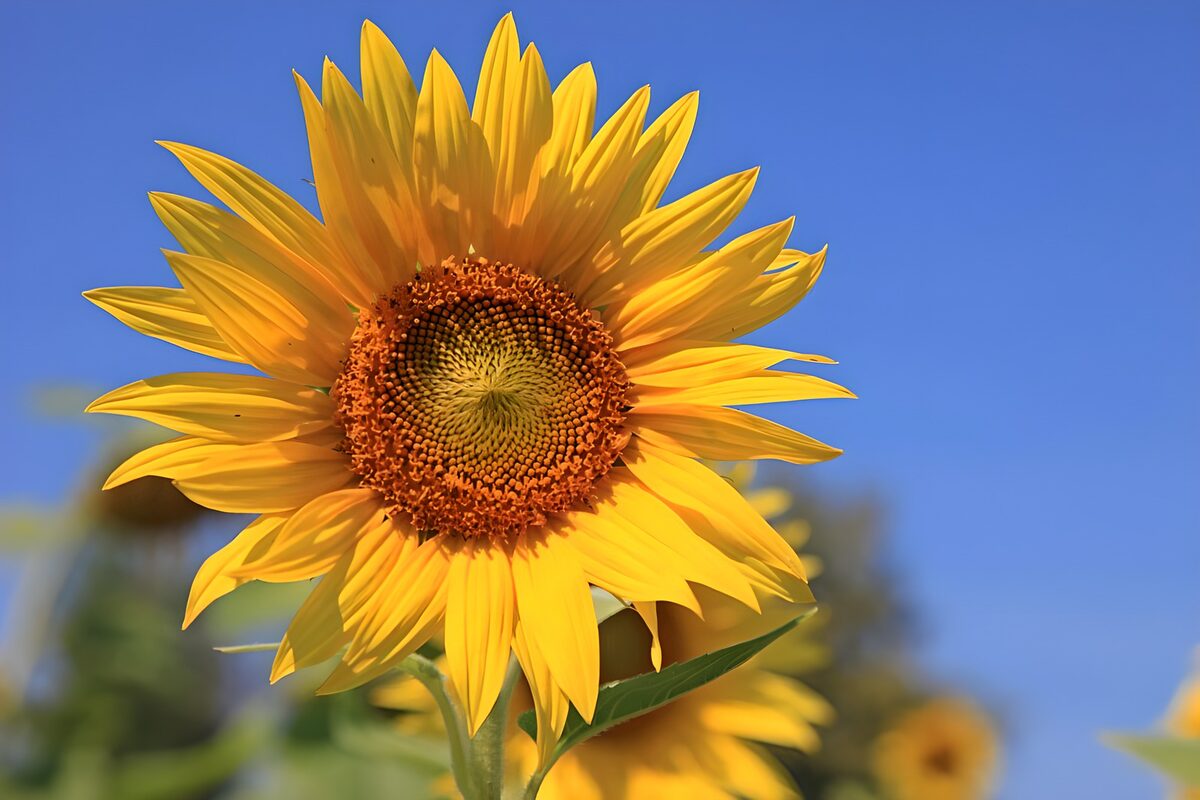 Sunflower in bright summer light