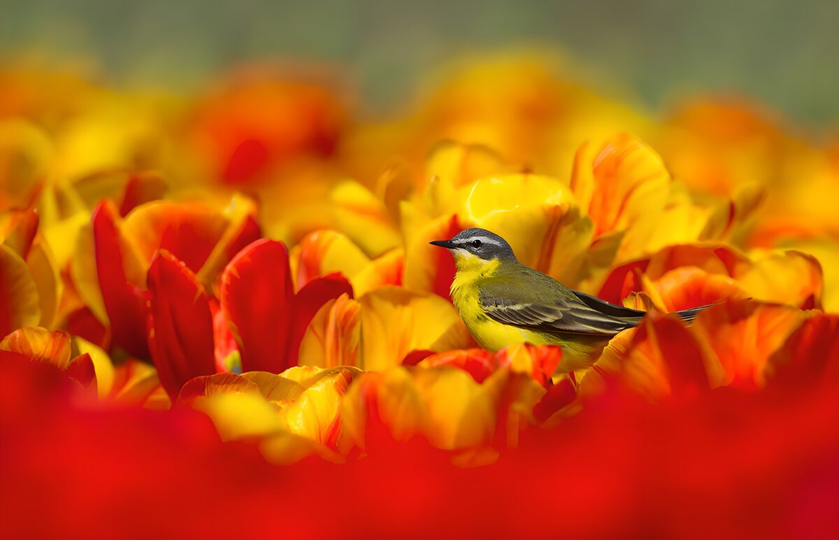 A yellow wagtail in a sea of tulips