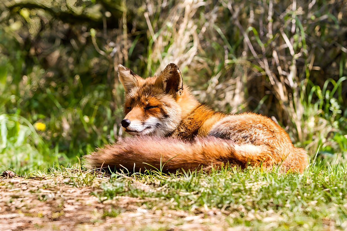 Red fox resting in sunlit grass