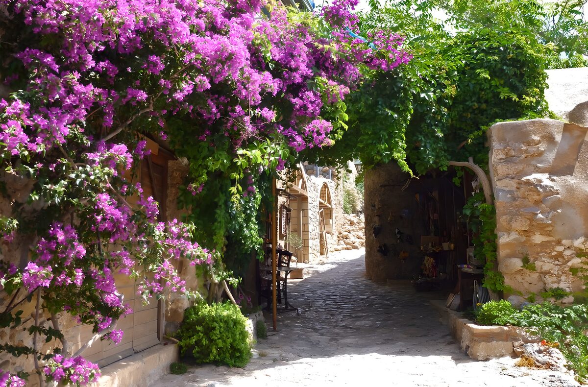 Cobbled lane in bougainvillea shade