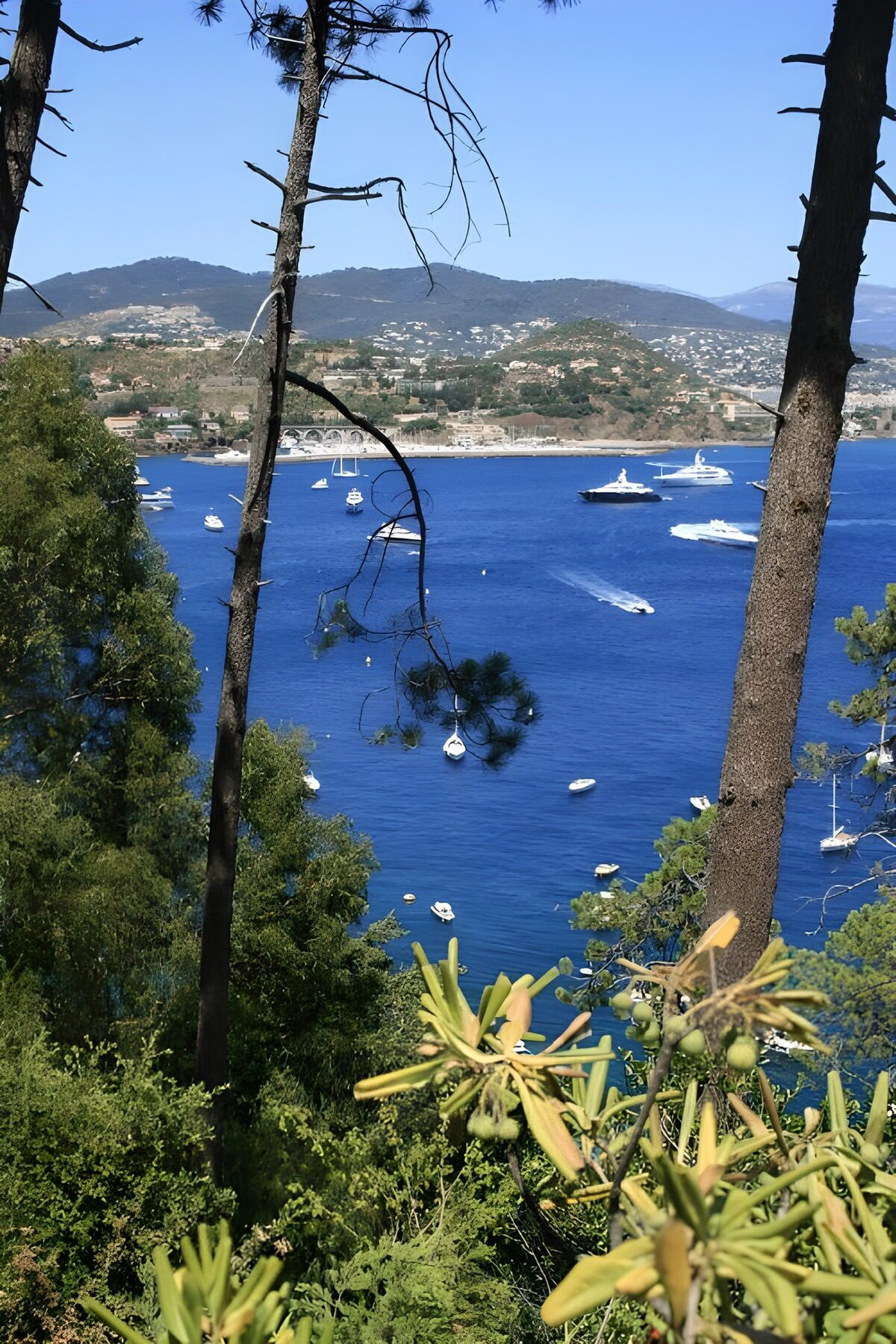 Sailboats in a sunlit, pine-framed bay