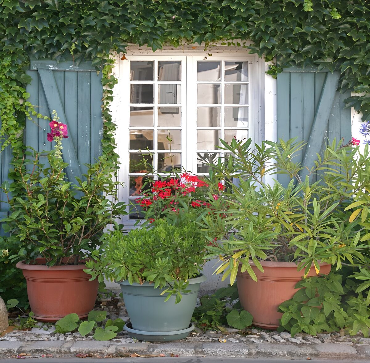 Blue-green shutters and pots in bloom
