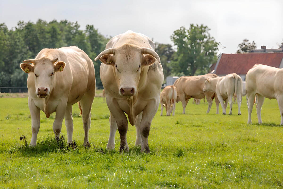 Two cream bulls keeping watch