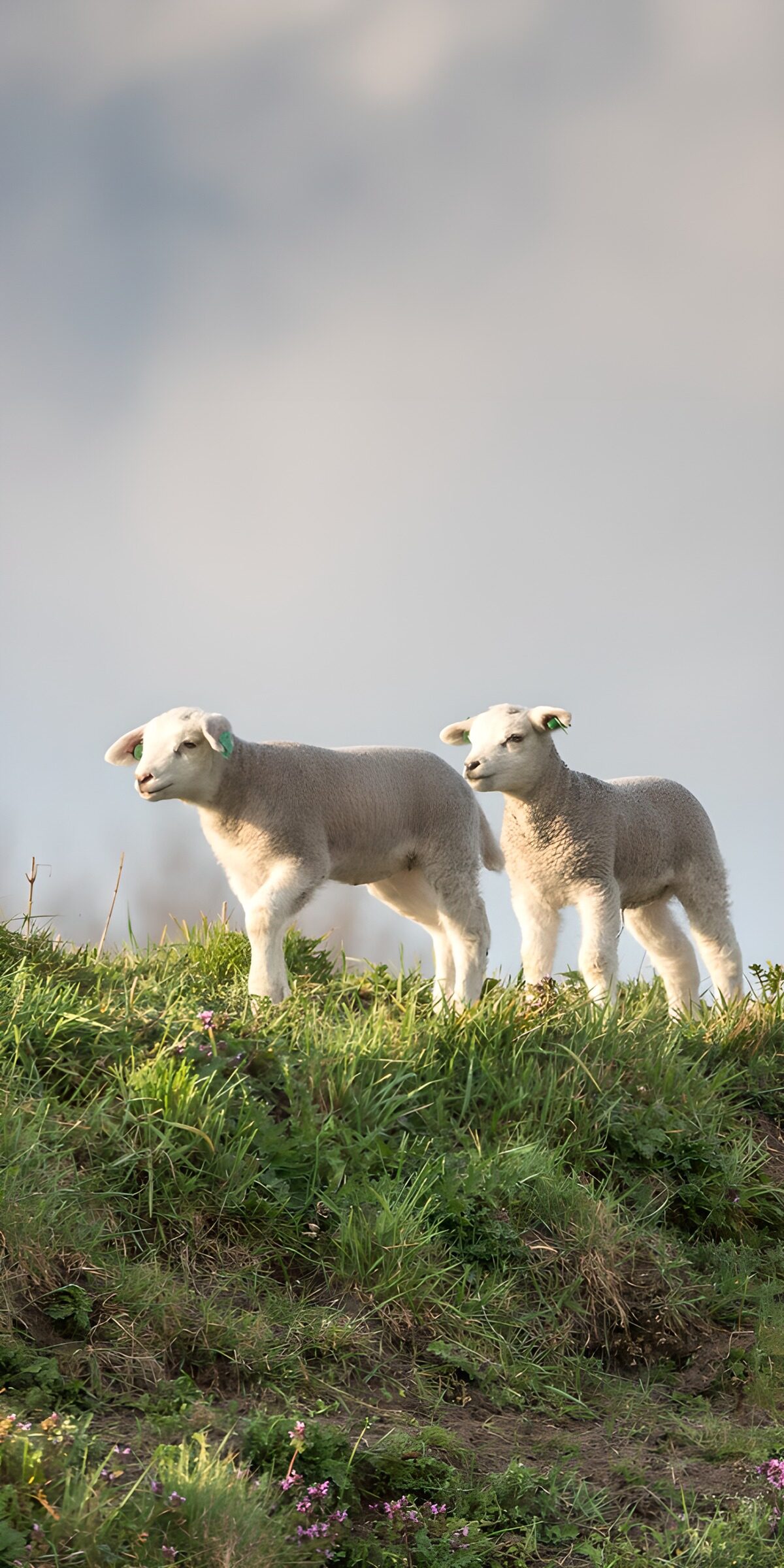 Two white lambs in warm sunlight