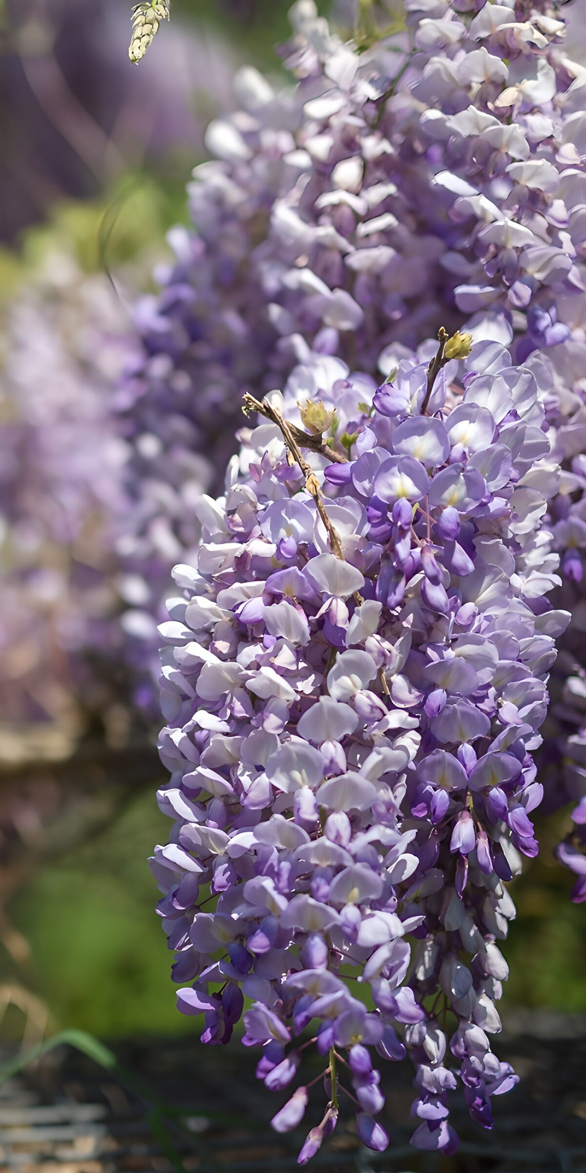 Pale lilac wisteria in soft daylight
