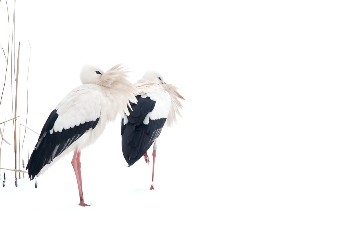 Two white storks resting in snow
