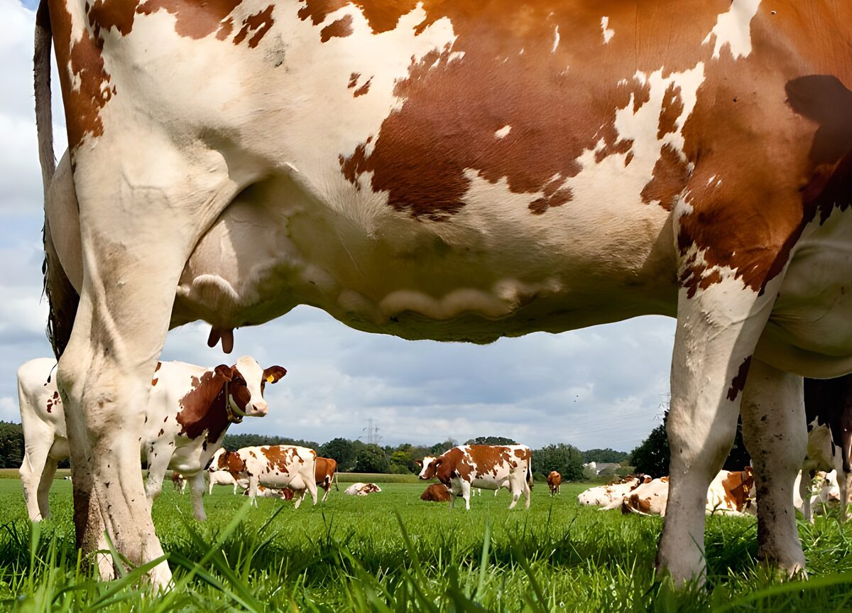 Brown and white cows from grass level