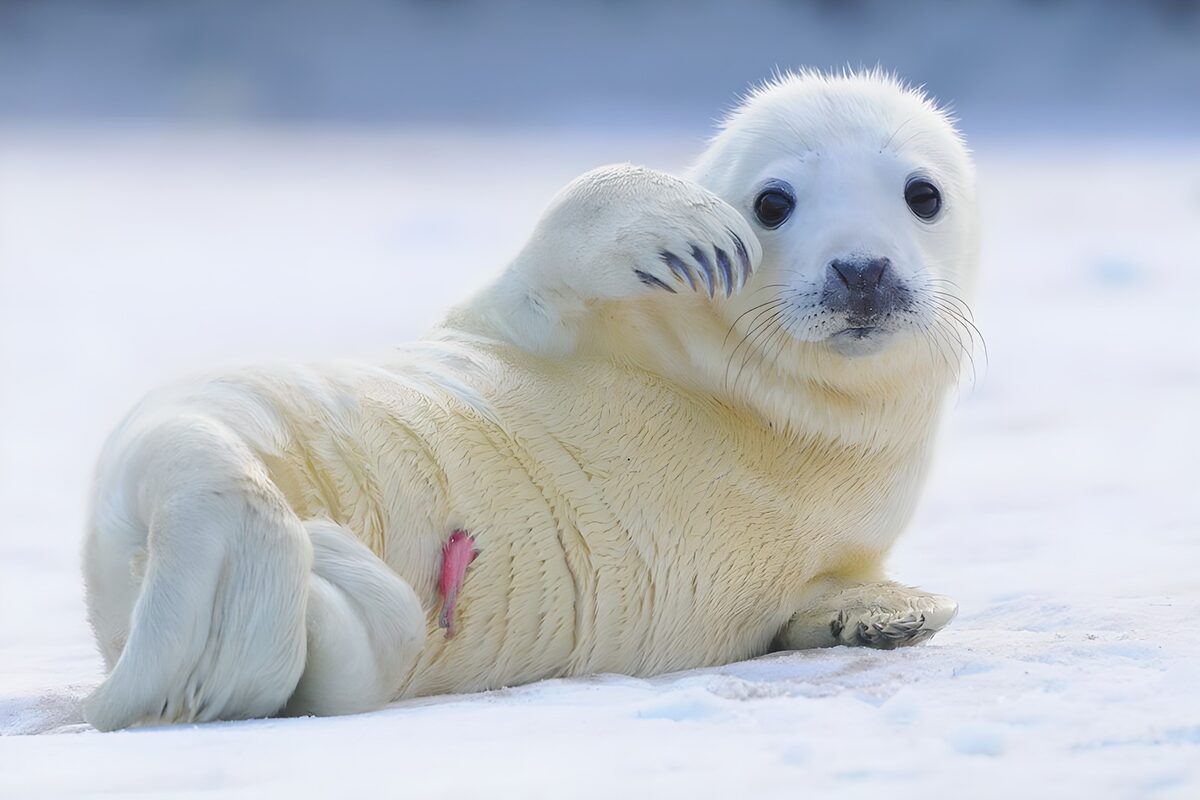 Seal pup in a hush of white
