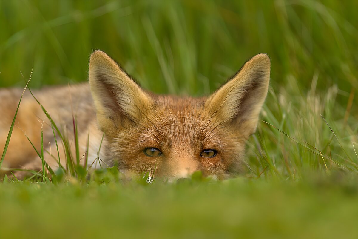 Red fox lying low in green grass