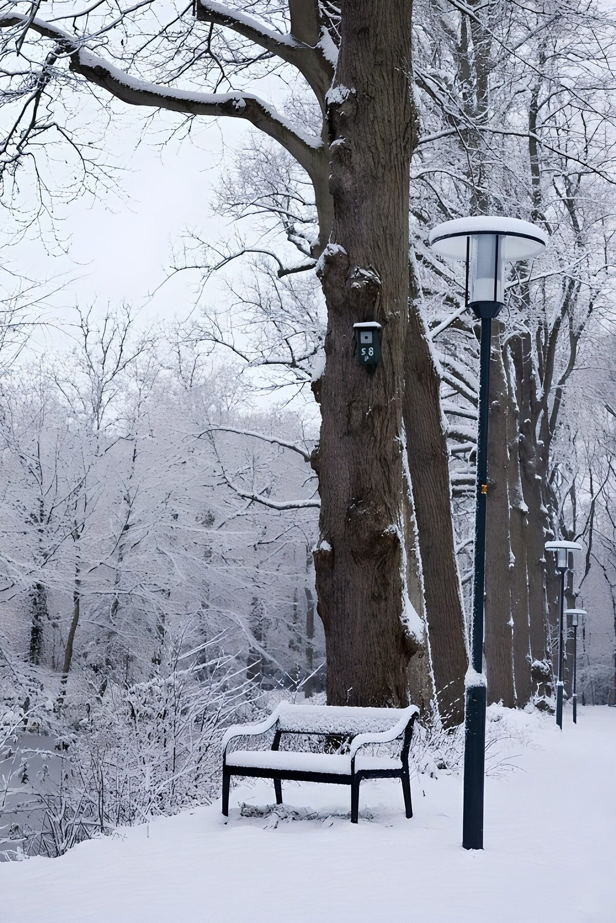 Snow-covered bench beneath a bare tree