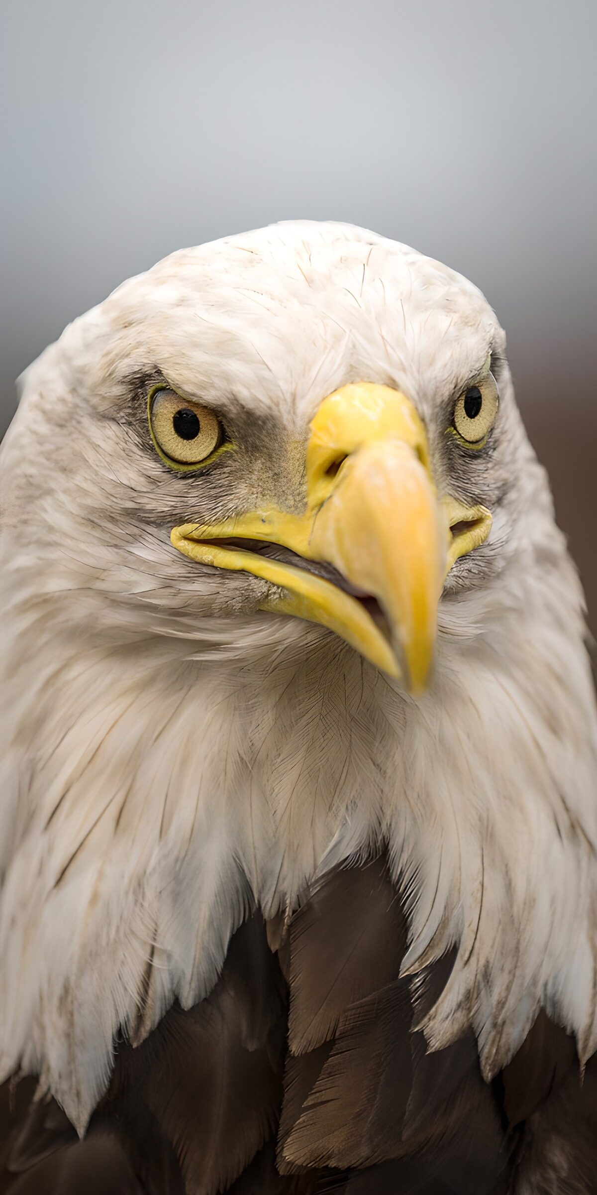 Bald eagle, face to face