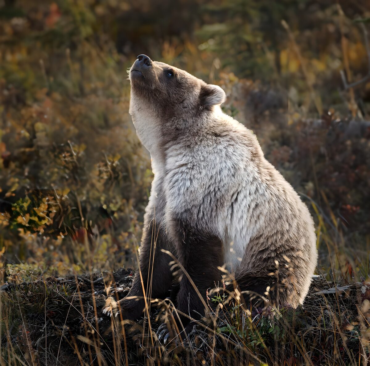 Brown bear sitting with its nose raised