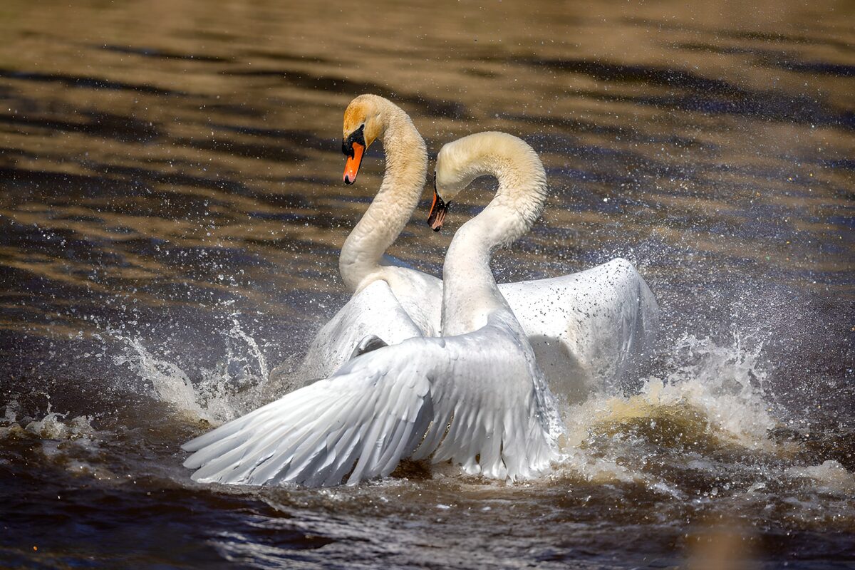 Two swans in a flurry of wings