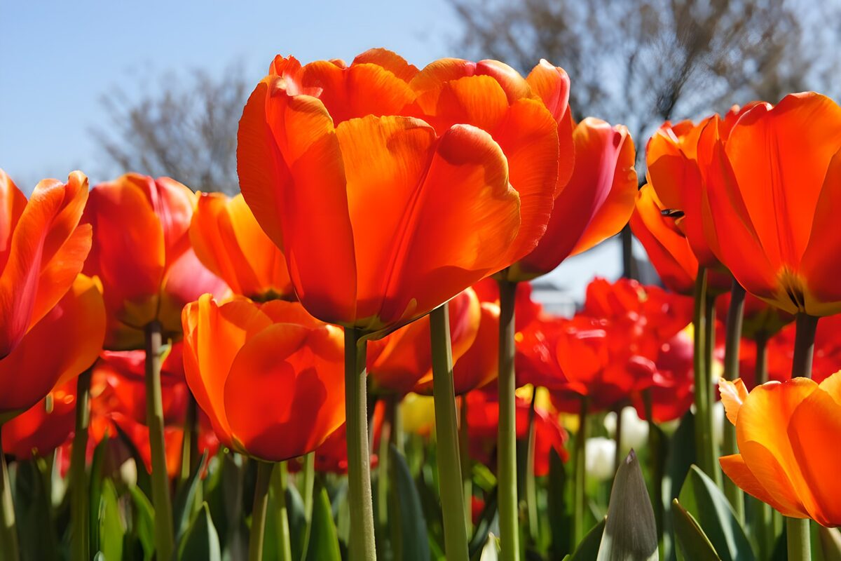 Sunlit orange and red tulips