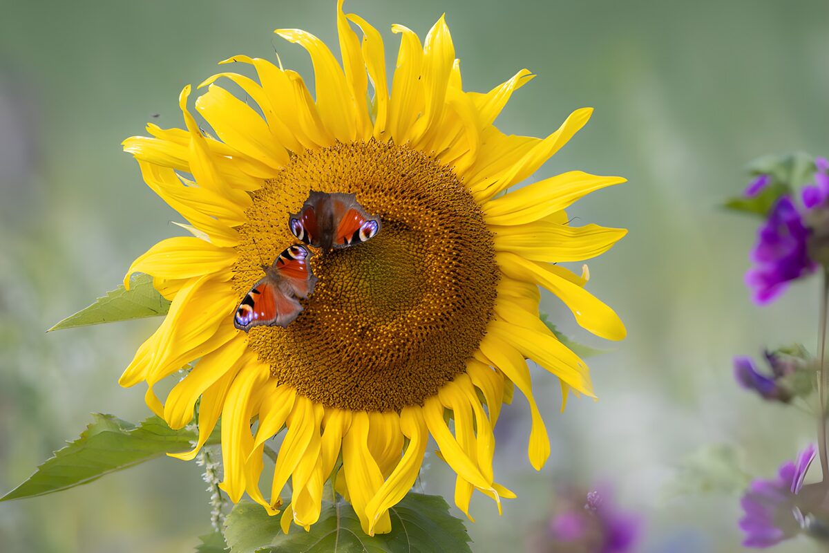 Two butterflies basking on a sunflower