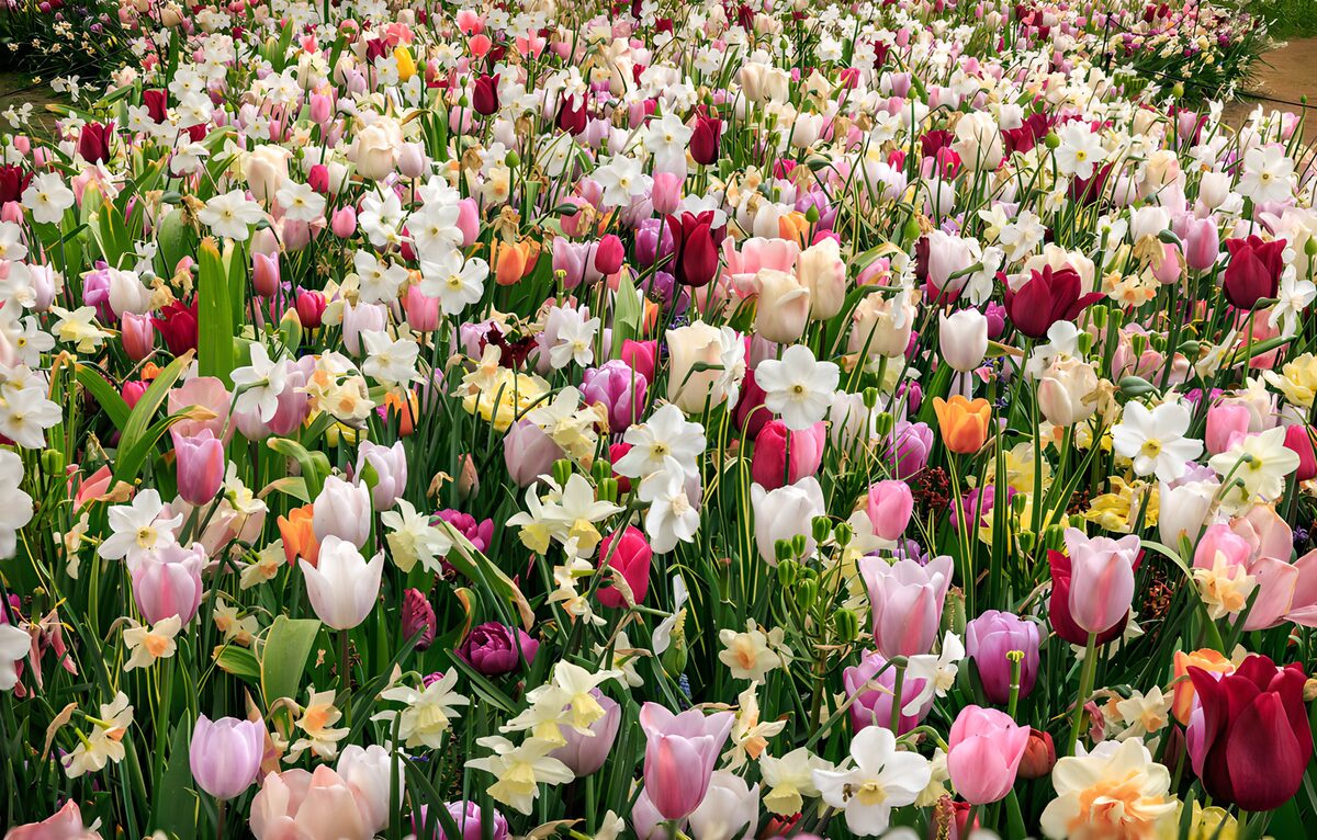Tulips and daffodils in spring sunshine
