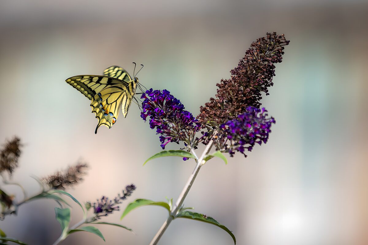Swallowtail resting on purple buddleja
