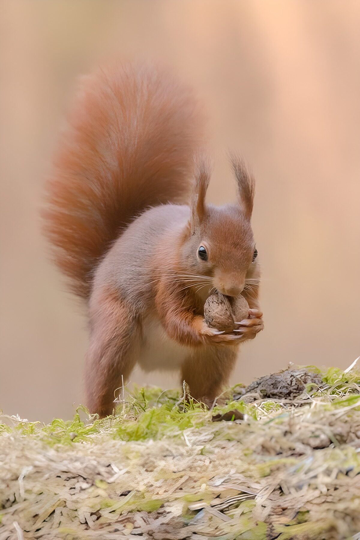 Red squirrel with a walnut on soft moss