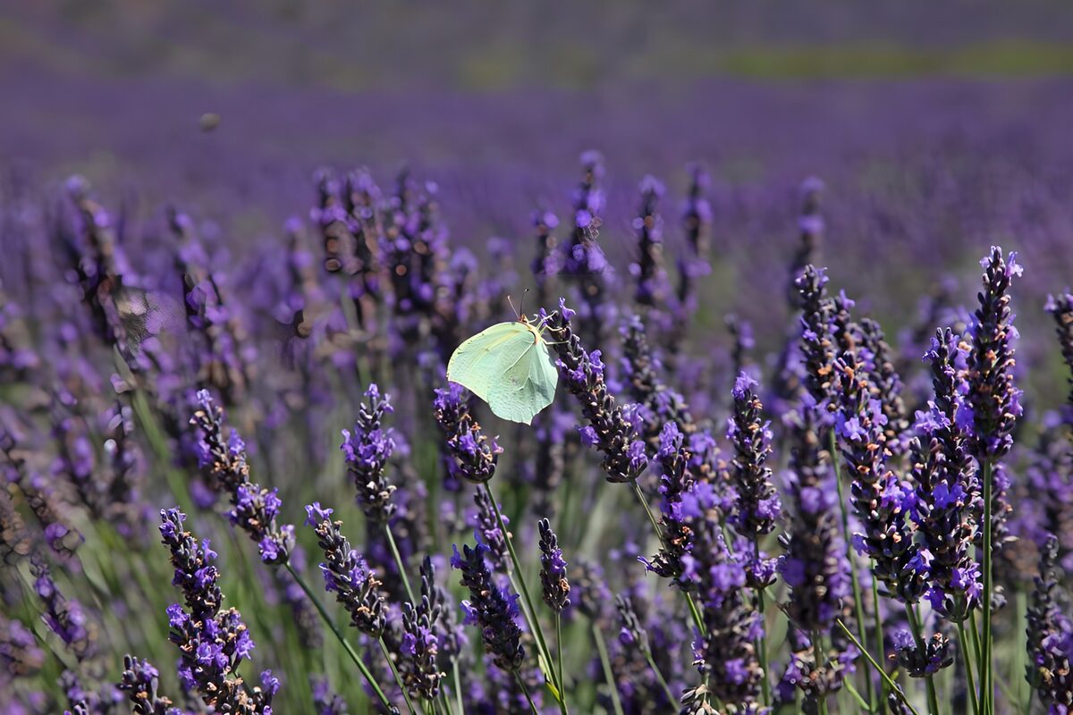 Brimstone butterfly on sunlit lavender