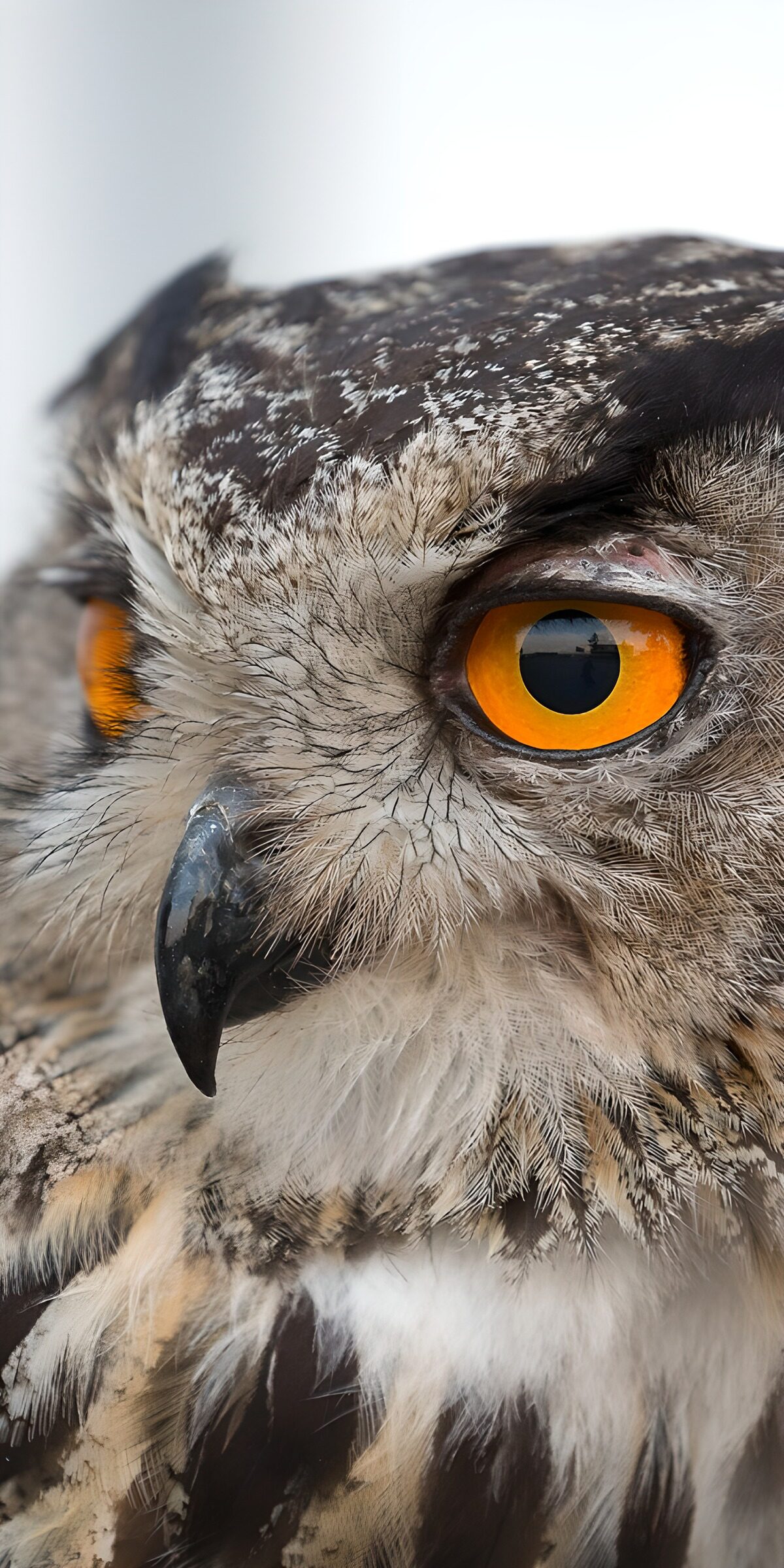 Orange-eyed owl in a watchful close-up