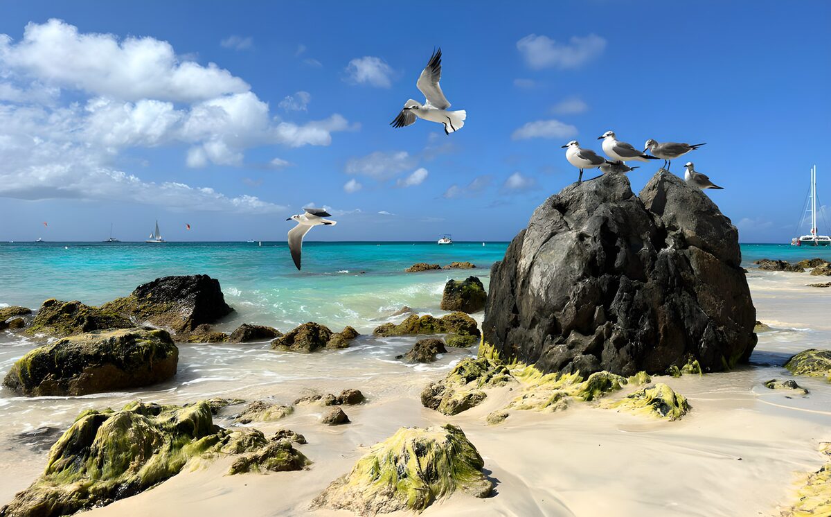 Gulls on sunlit coastal rocks