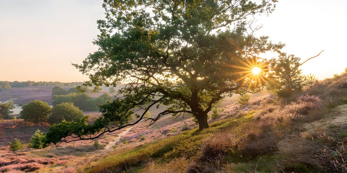 Sunlit tree above purple heather