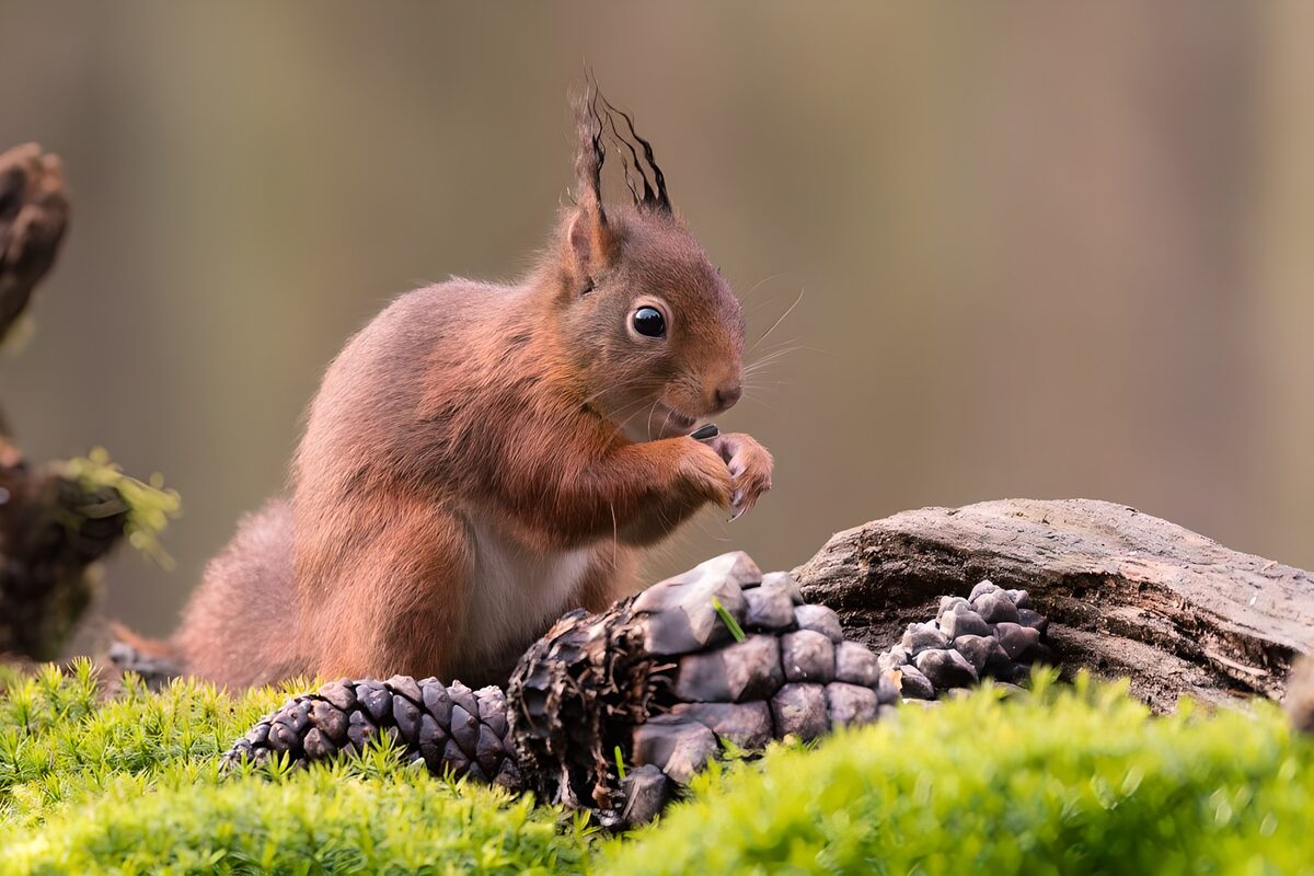 Red squirrel snacking on bright green moss