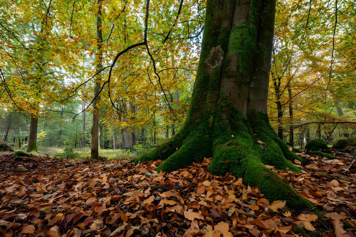 Mossy roots in a quiet autumn wood