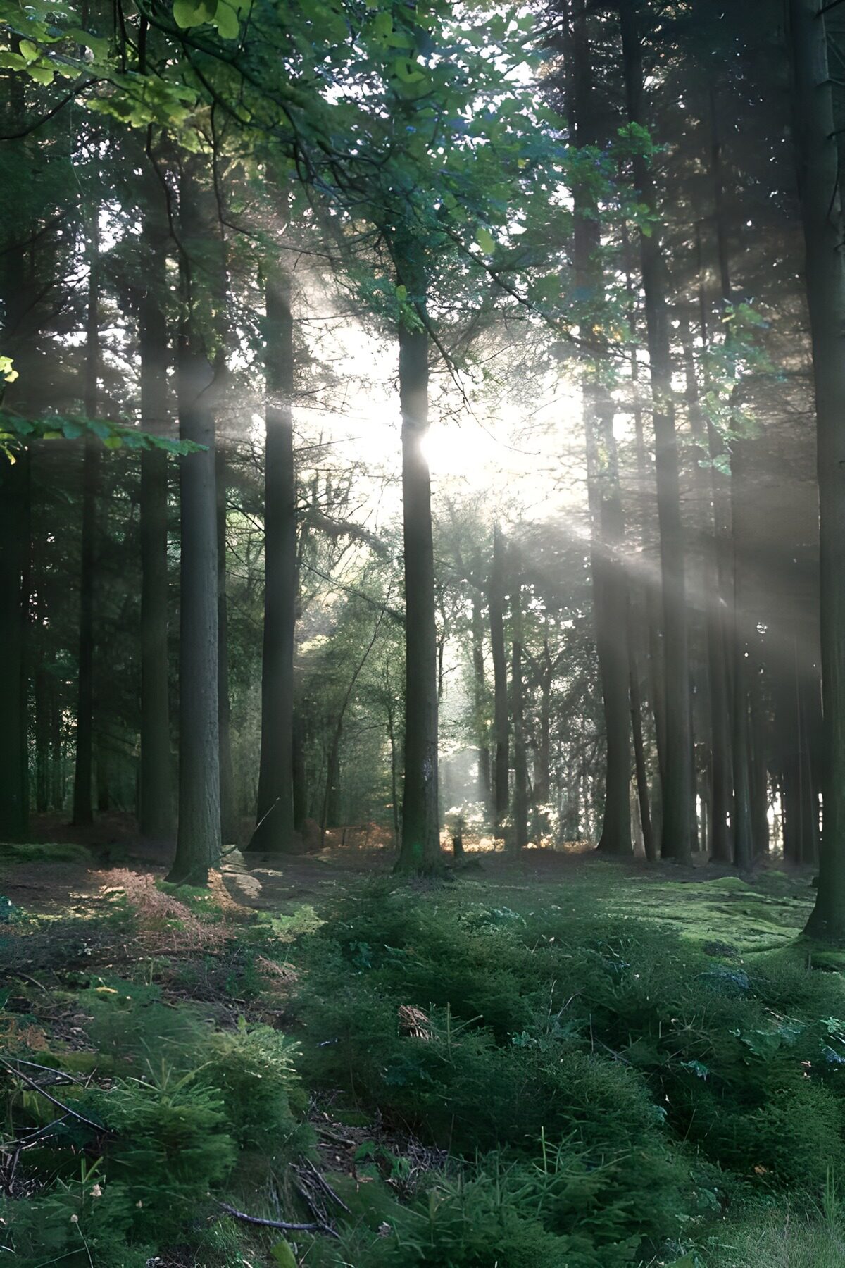 Sunbeams through shaded woodland