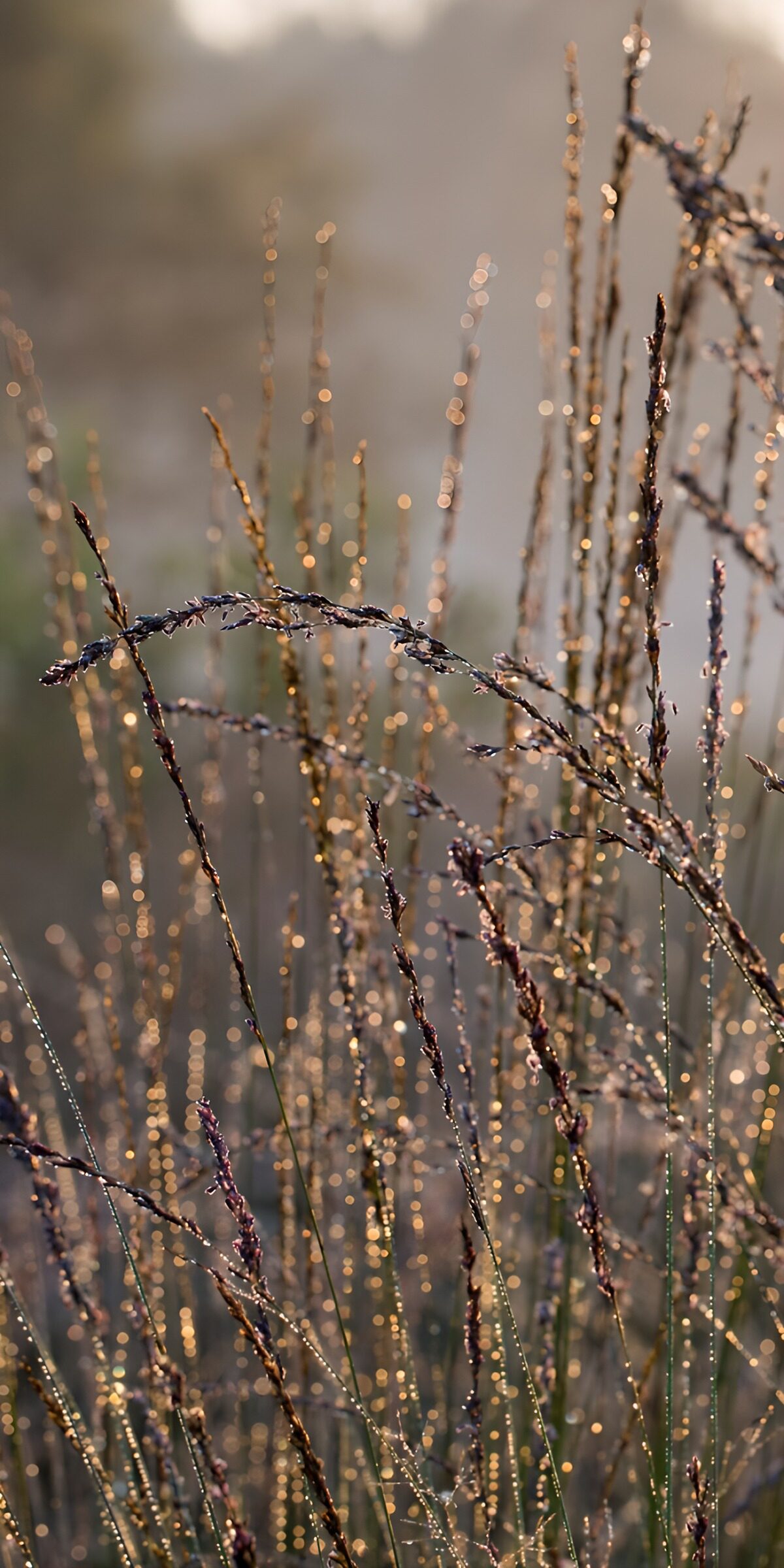 Grass stems threaded with gold