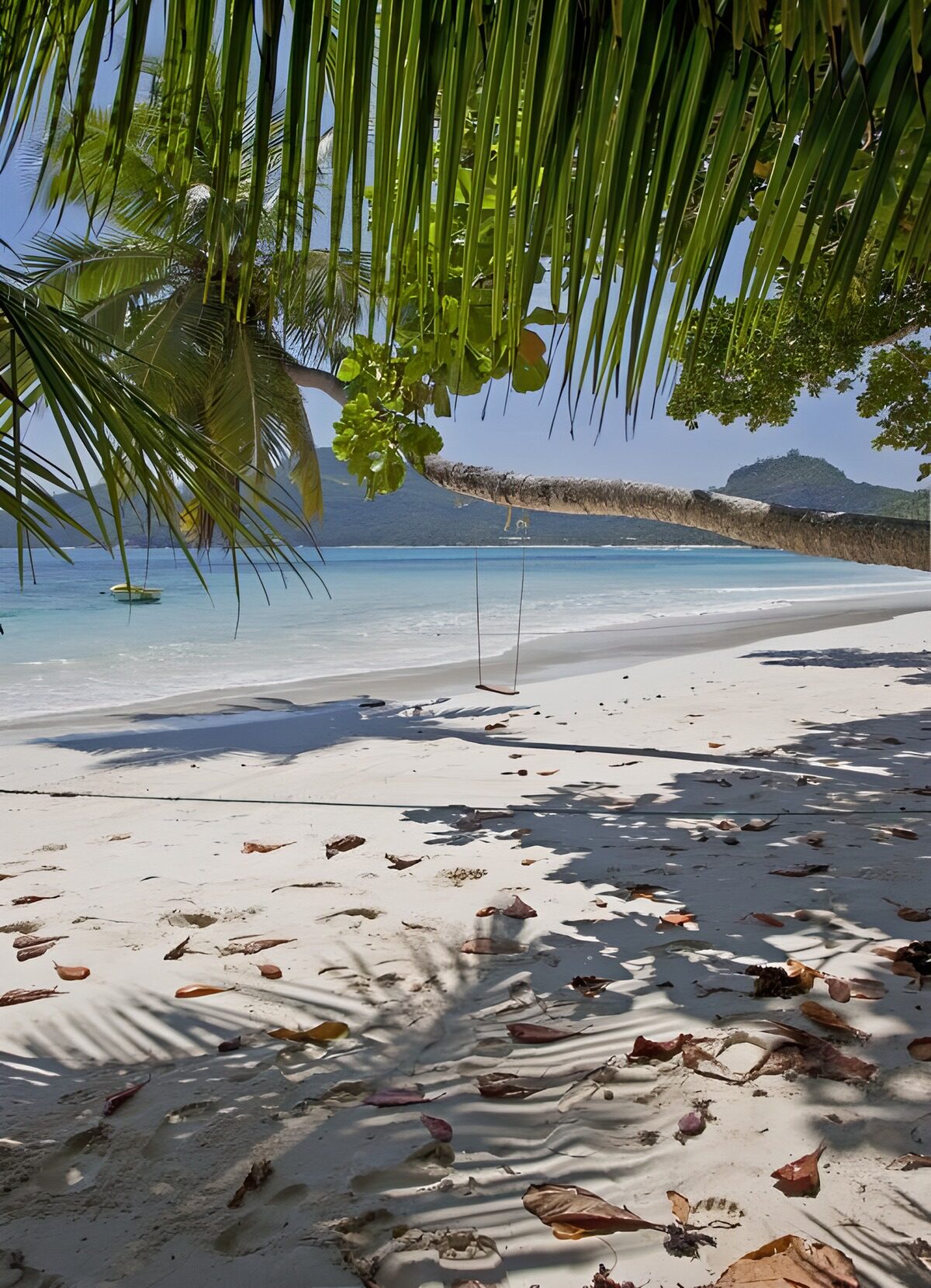 Beach swing in the shade of palms