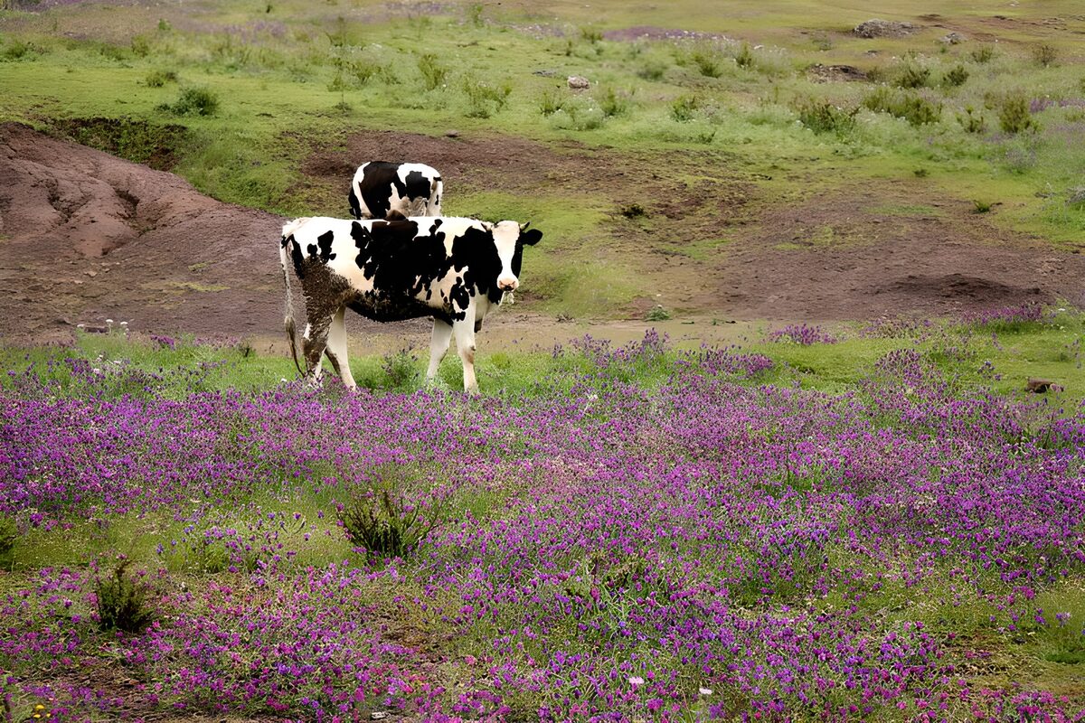 Black-and-white cows in a flower meadow