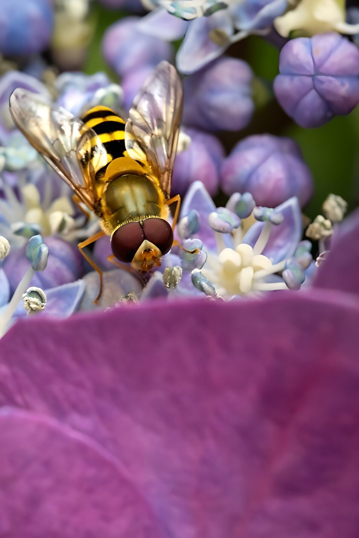 Hoverfly on sunlit blue hydrangea