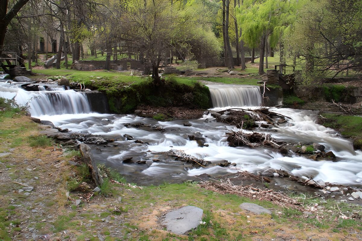 Two low falls beneath spring trees
