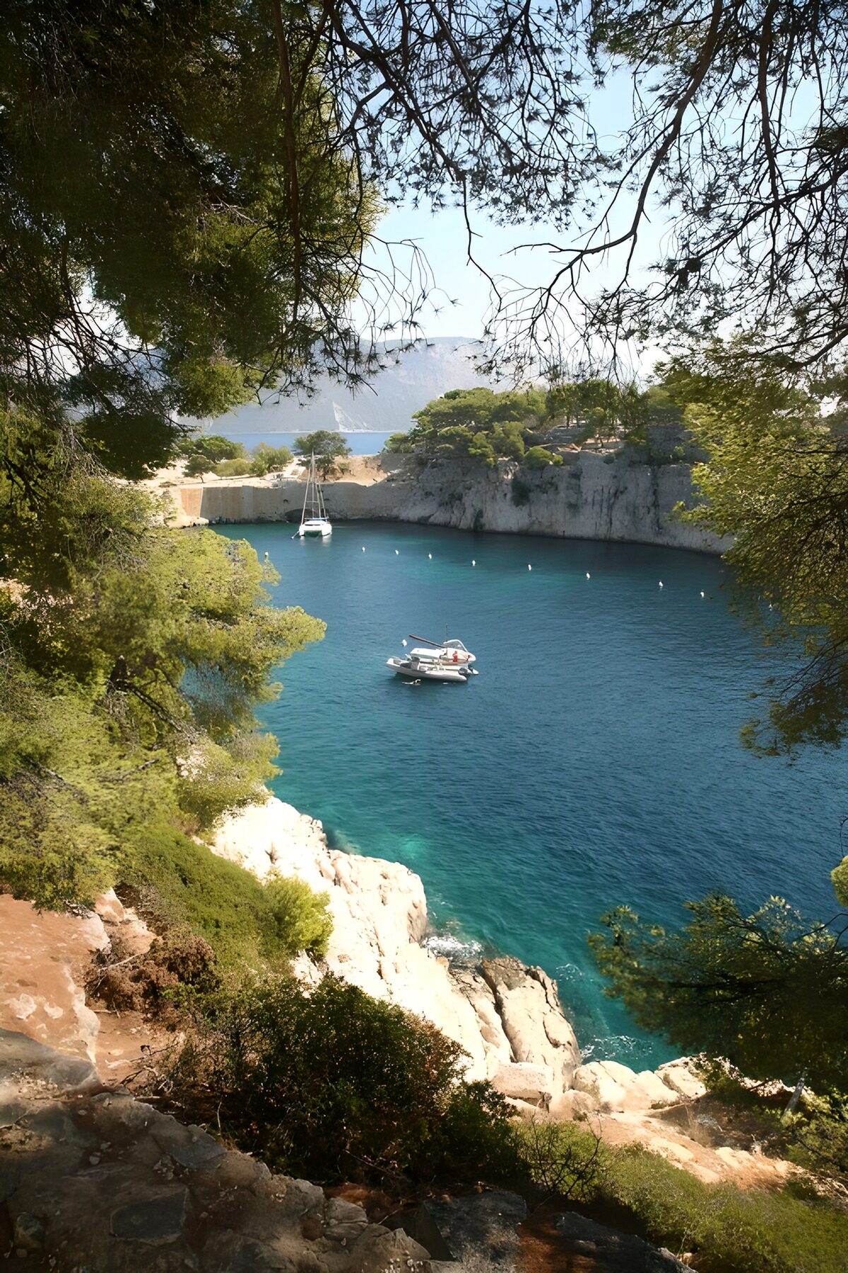 Pine-framed cove with boats