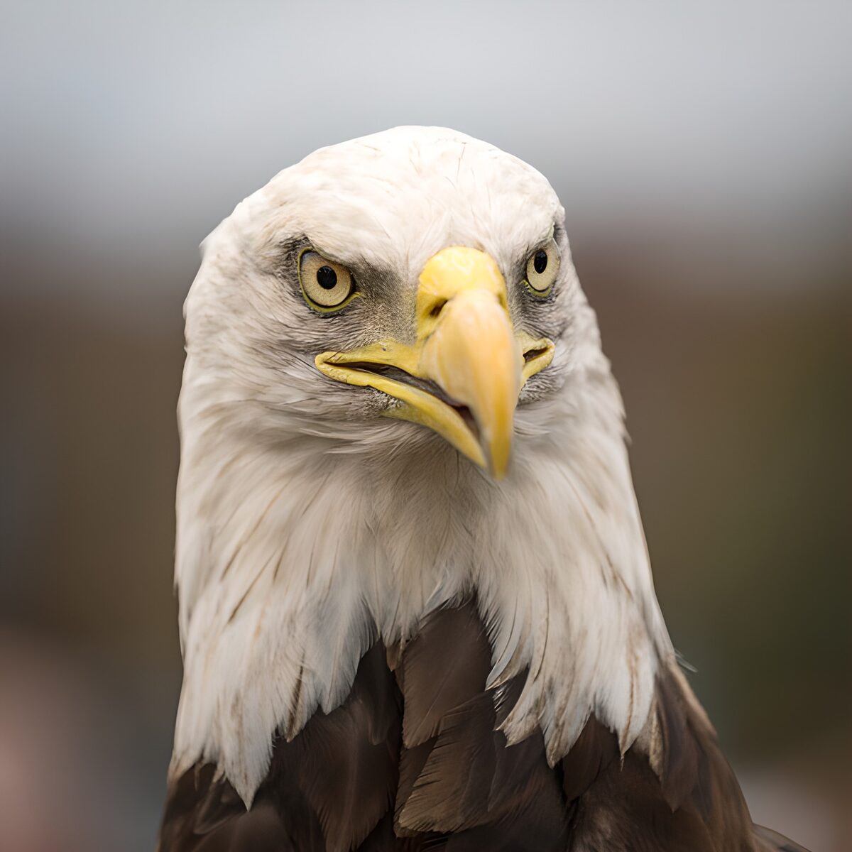Bald eagle with a steady gaze