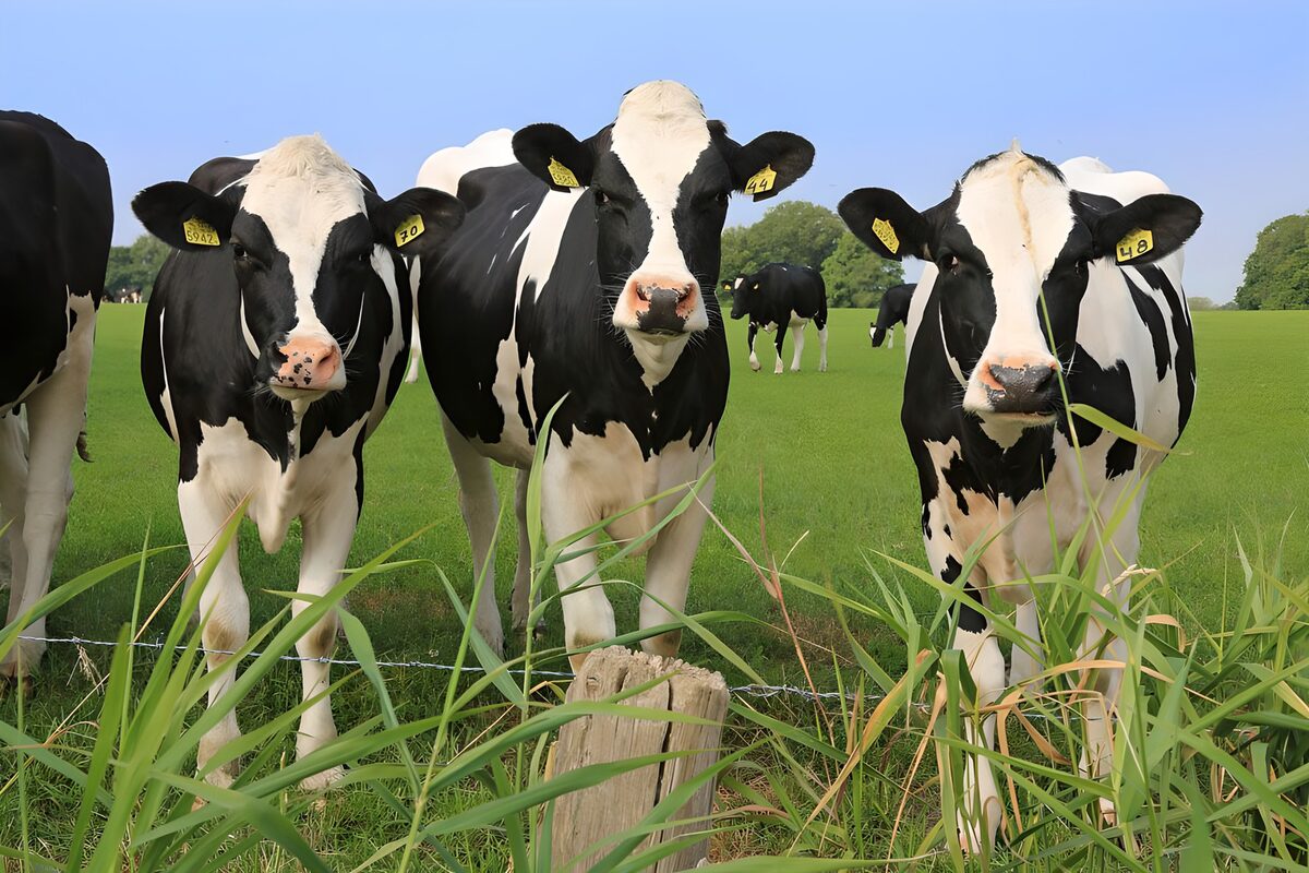 Three black-and-white cows by the fence