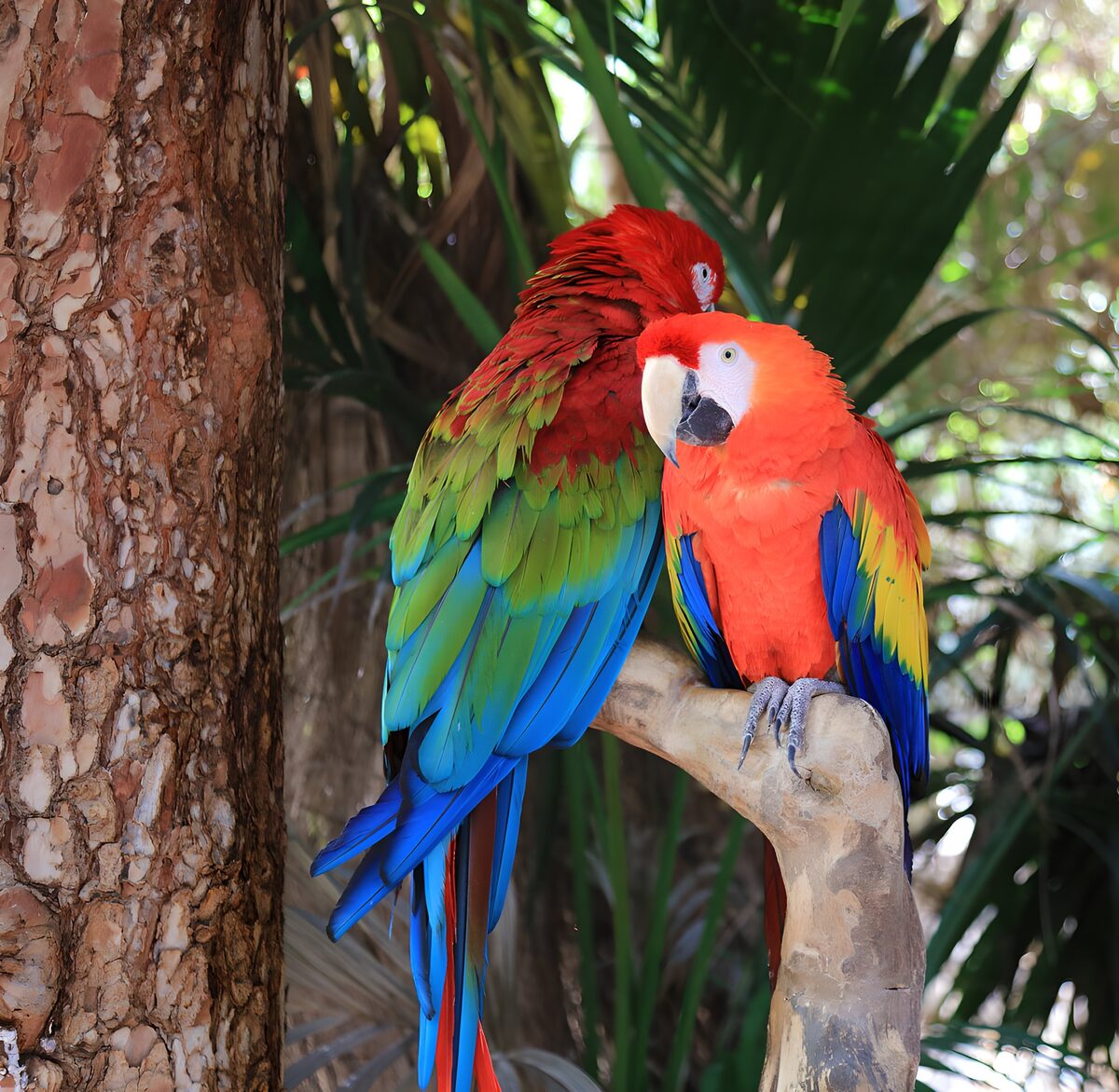 Two red macaws sharing a branch