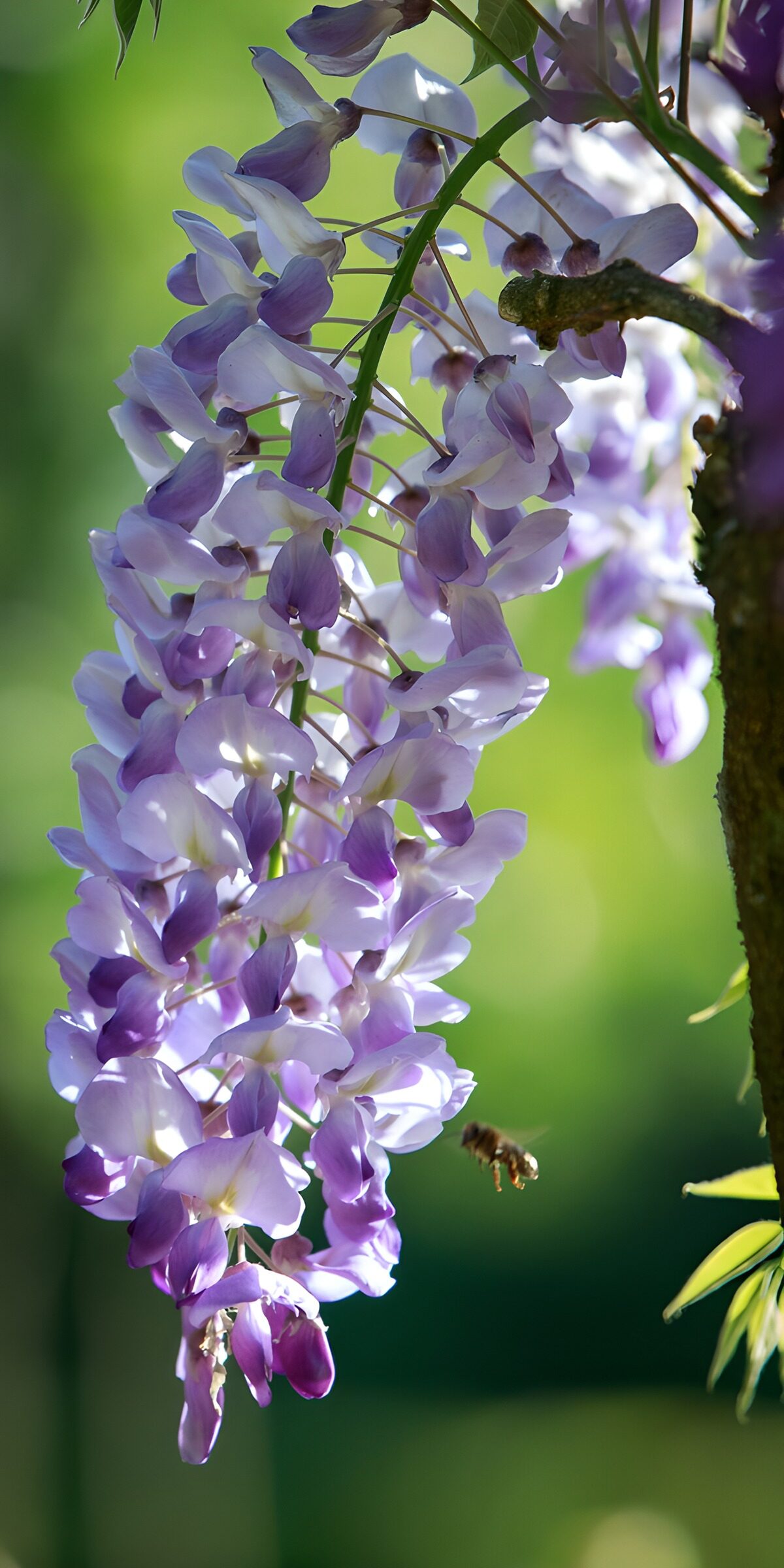 Sunlit clusters of lilac wisteria