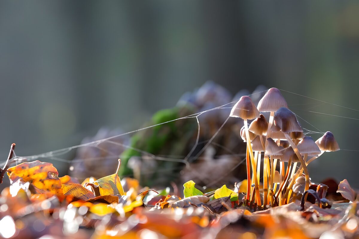 Small mushrooms in warm autumn light